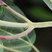 Miconia calvescens DC.